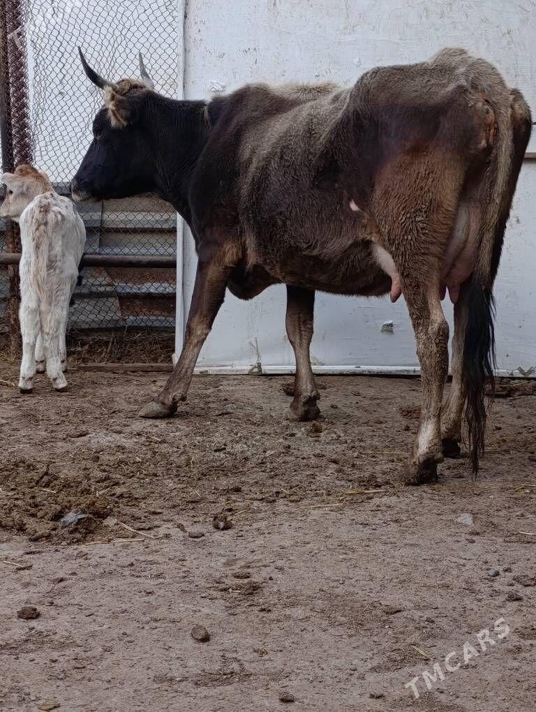 şwes yerli tohum göleli sygyr - Гёкдепе - img 1