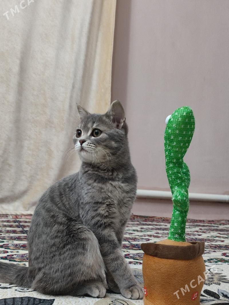 Şatlan pişik - Кака - img 1