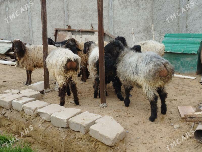 bakylan işşek çewiş - Änew - img 1