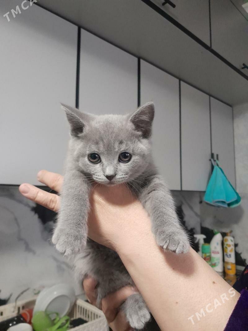 Şatlan pişik - Kaka - img 1