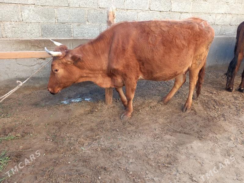 Sygyr - Гумдаг - img 1