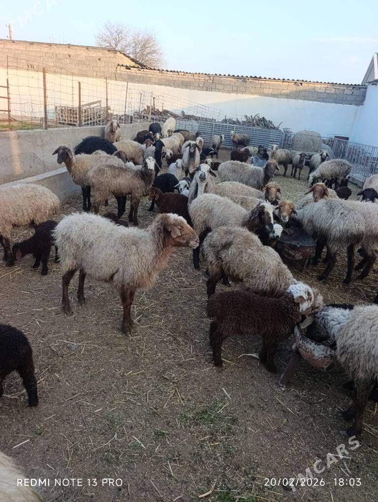 madow guzly goýun - Бузмеин - img 1