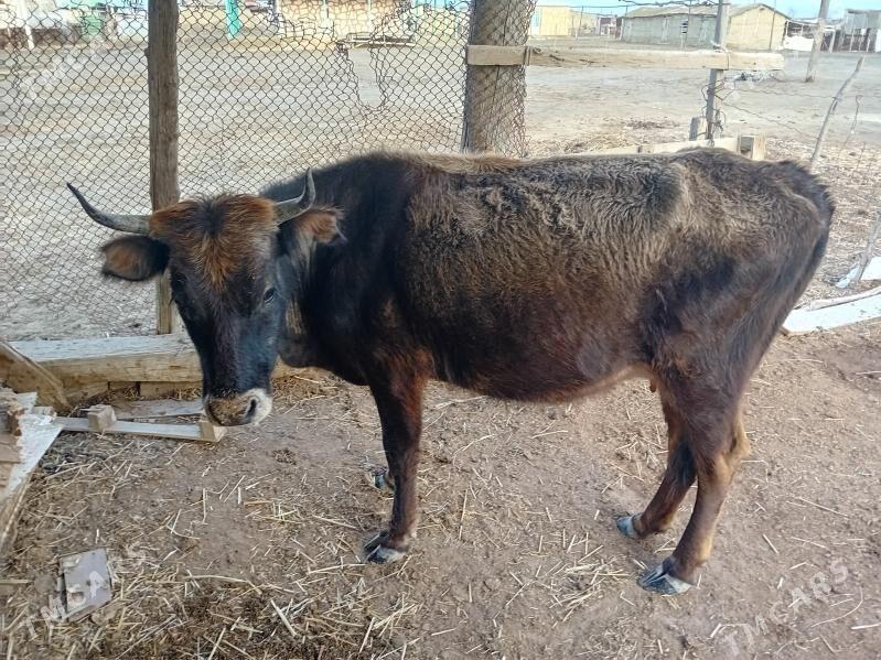 sygyr - Этрек - img 1