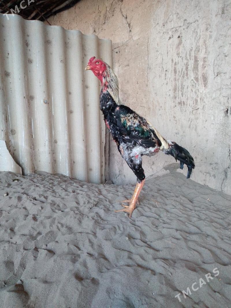 horaz - Çärjew - img 1