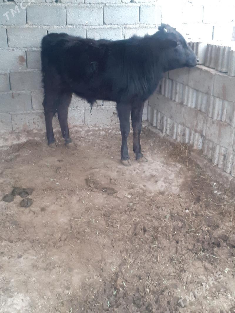 ÖKÜZ - Гёкдепе - img 1