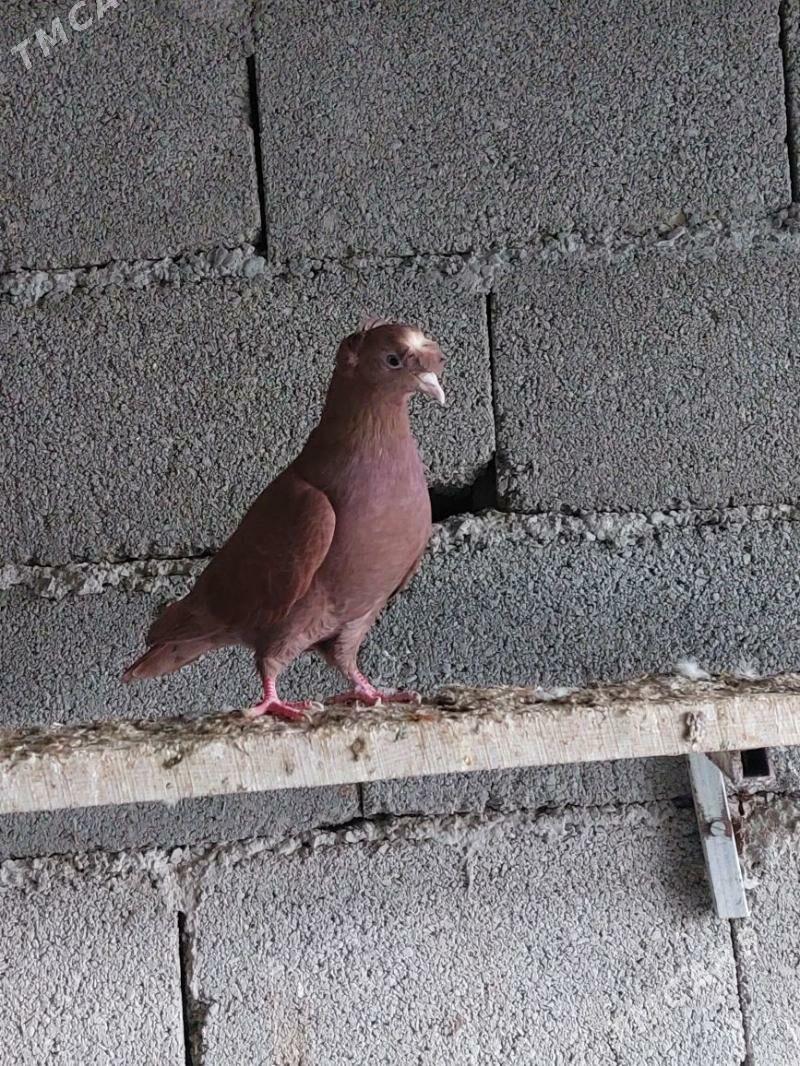 kepderi - Ашхабад - img 1