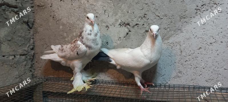 Kepderi - Aşgabat - img 1