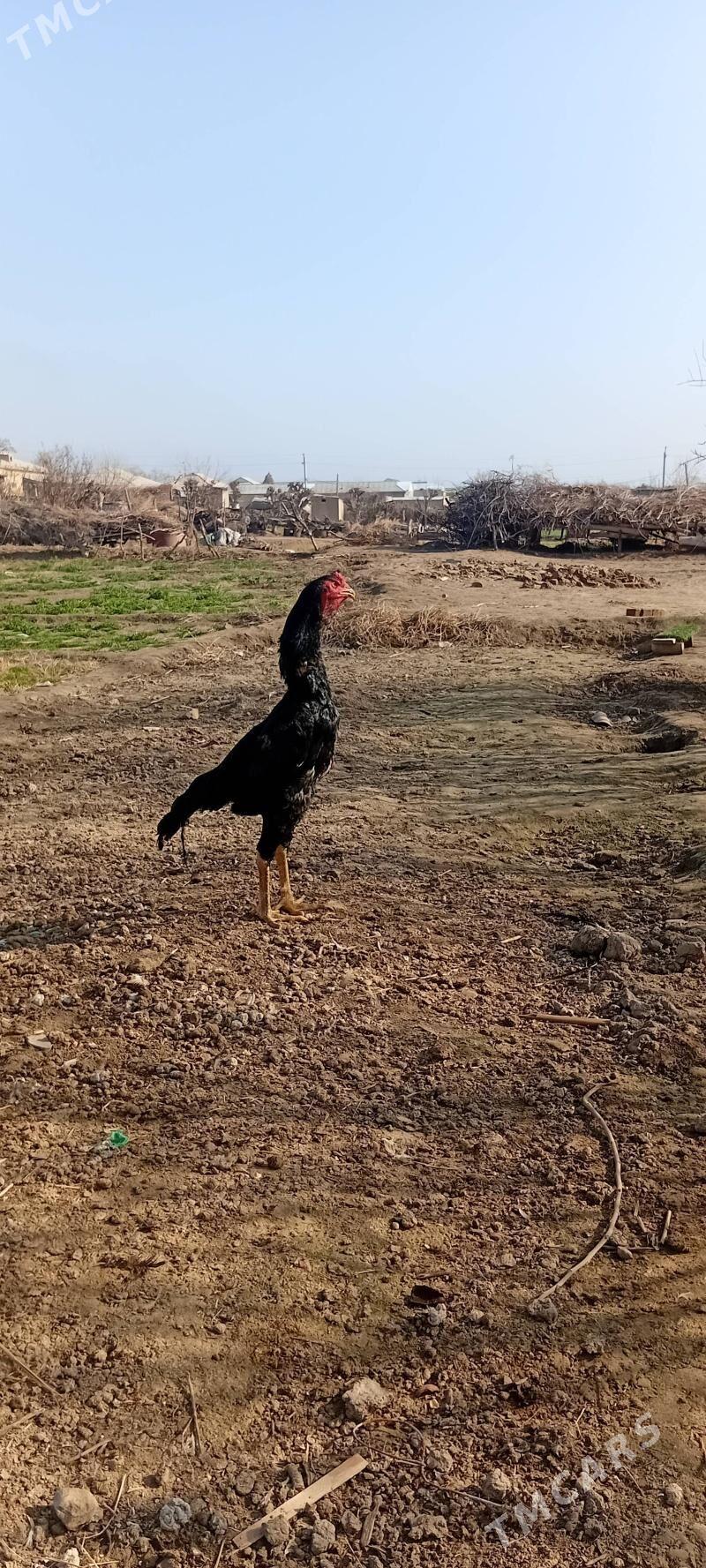 BAYES.HORAZ. - Baýramaly - img 1