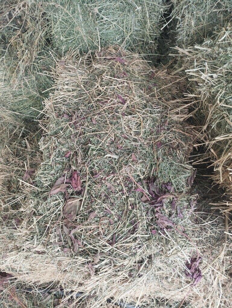 yorunja pres - Бахарден - img 1