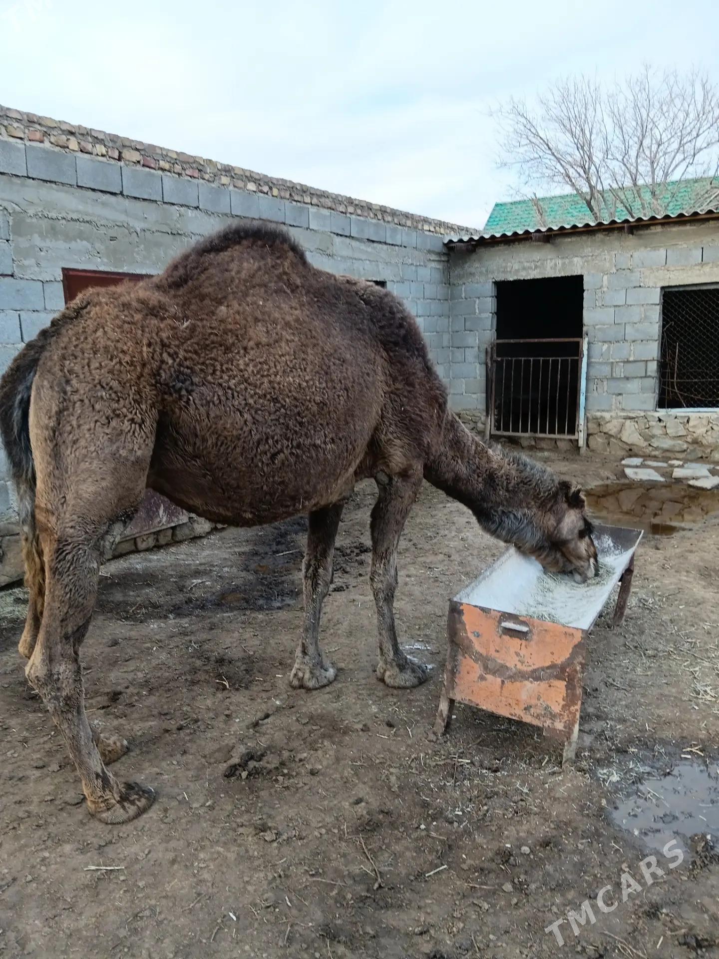 düýe - Берекет - img 1