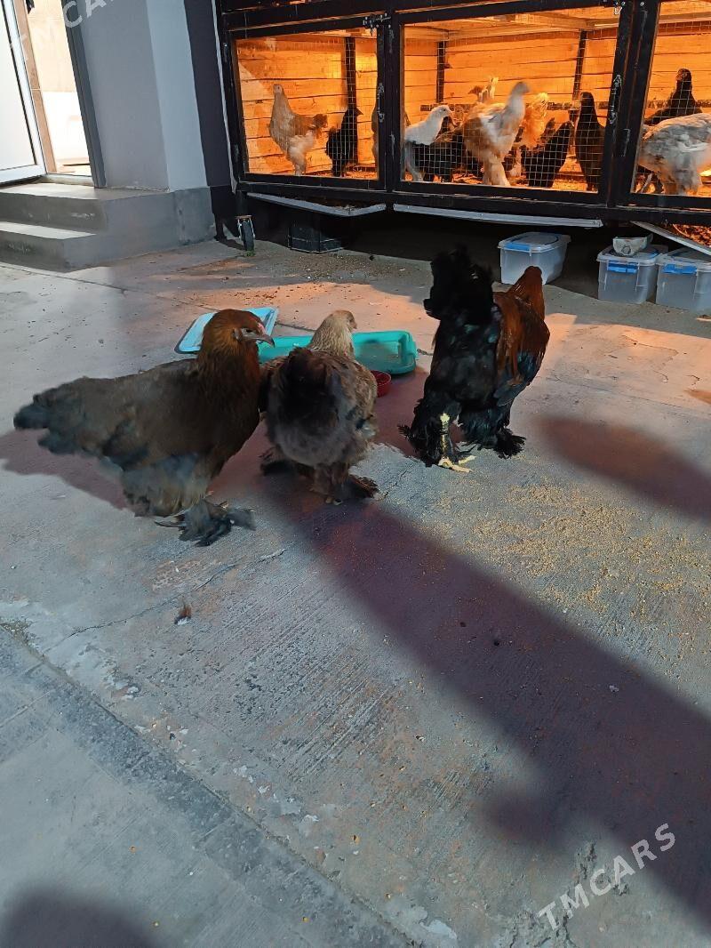 brama laset - Чоганлы - img 1