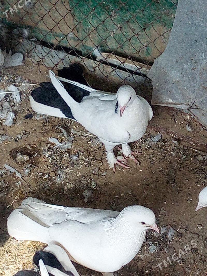 Kepderi - Чоганлы - img 1