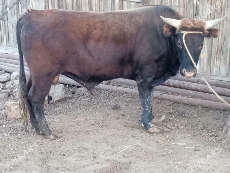 öküz - Balkanabat - img 1