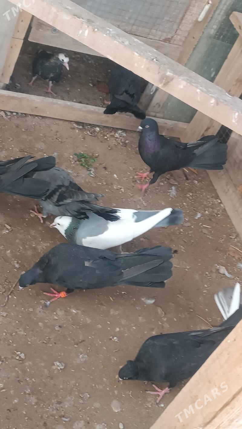 kepderi - Балканабат - img 1