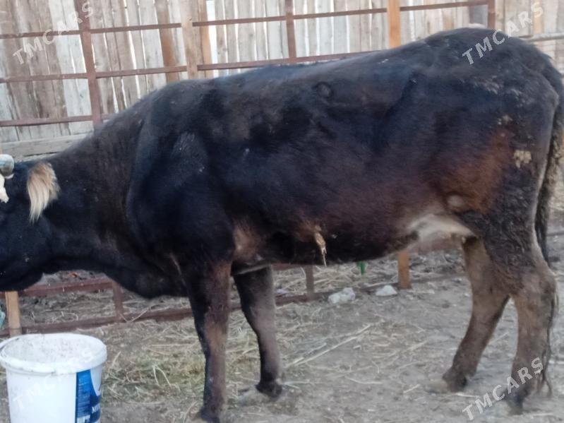 sygyr gysyr - Балканабат - img 1