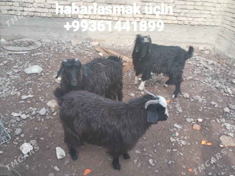 geçi - Хитровка - img 1