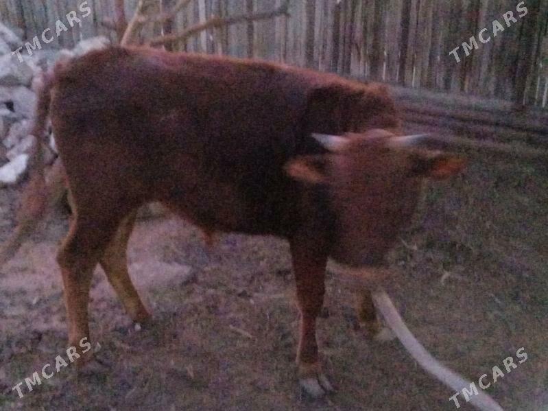 öküz - Балканабат - img 1