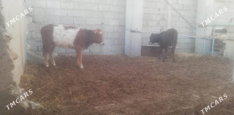 Gacarlar - Балканабат - img 1