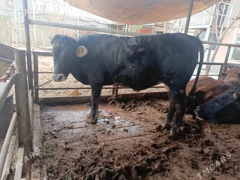 okuZ - Гуртли - img 1