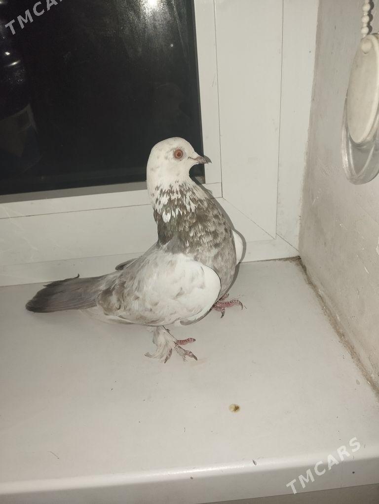 kepderi - Ашхабад - img 1