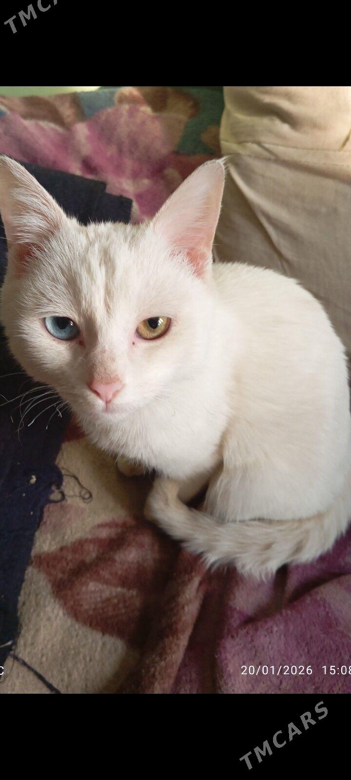 paroda pisik - Сейди - img 1