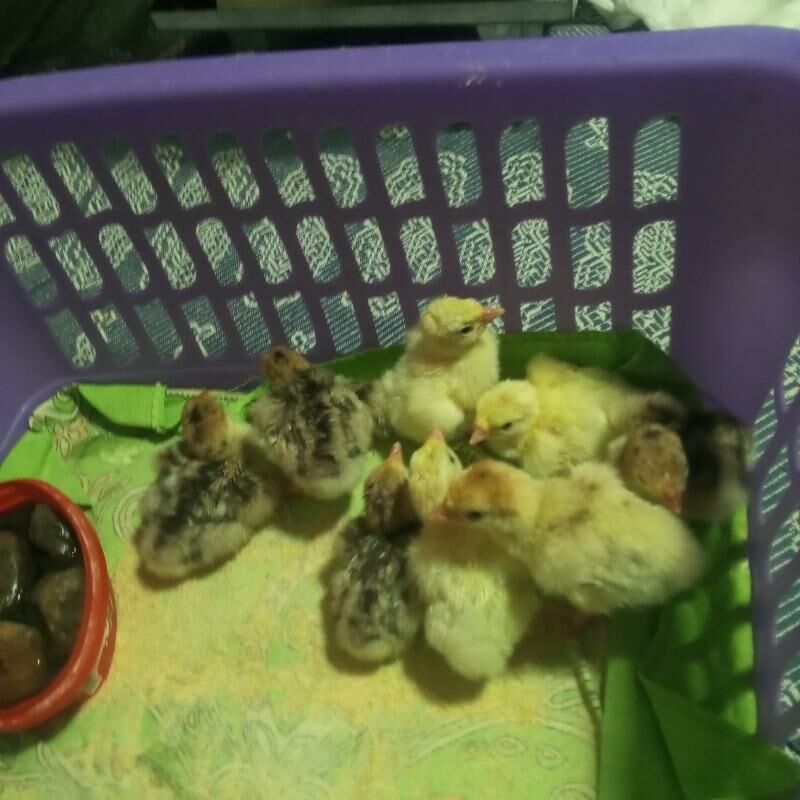 juje - Gökje - img 1