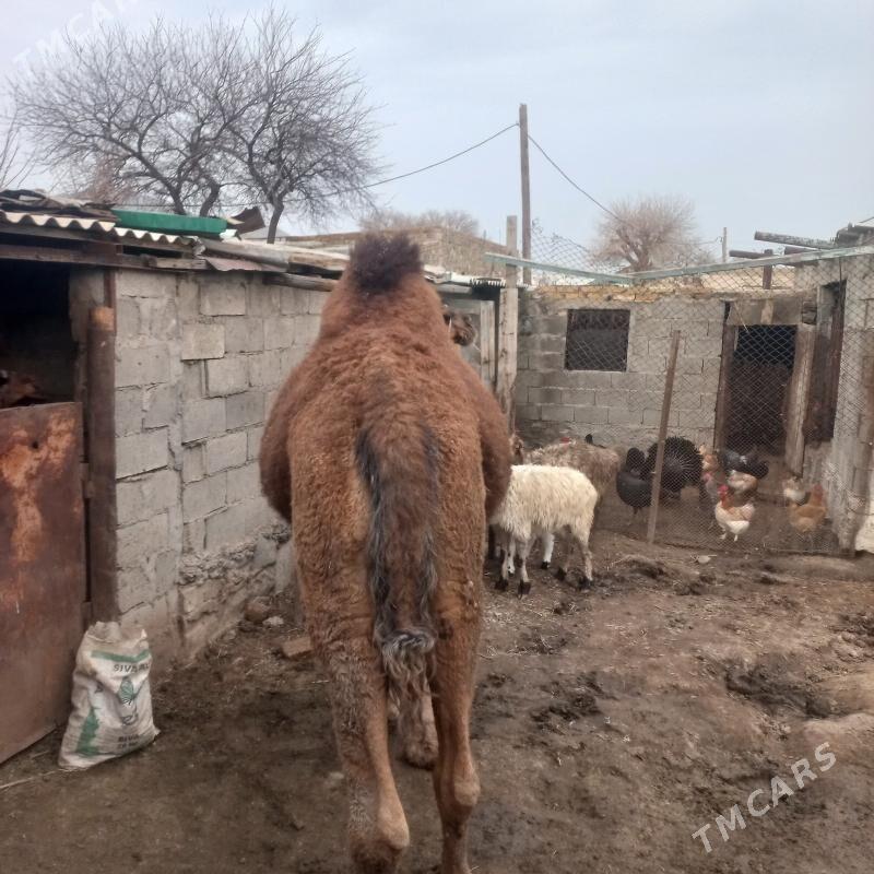 torumly duye - Берекет - img 1