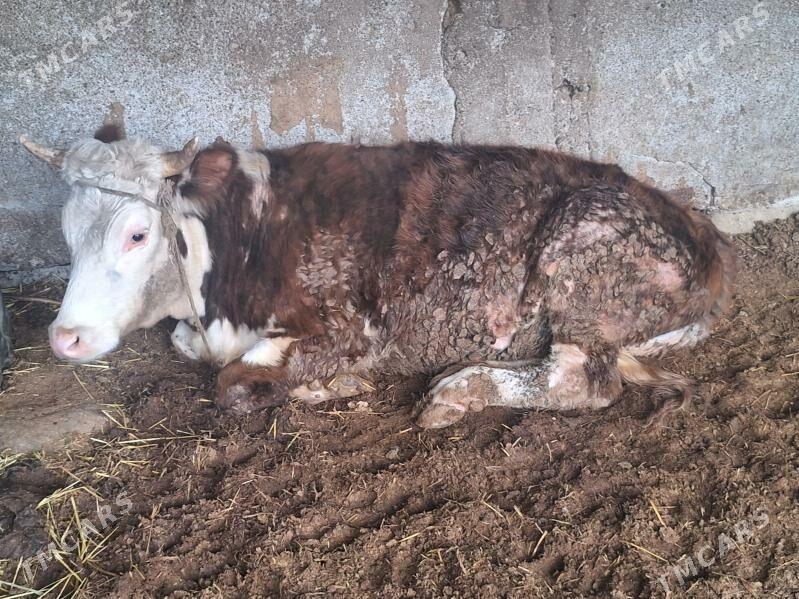 tuwe - Änew - img 1