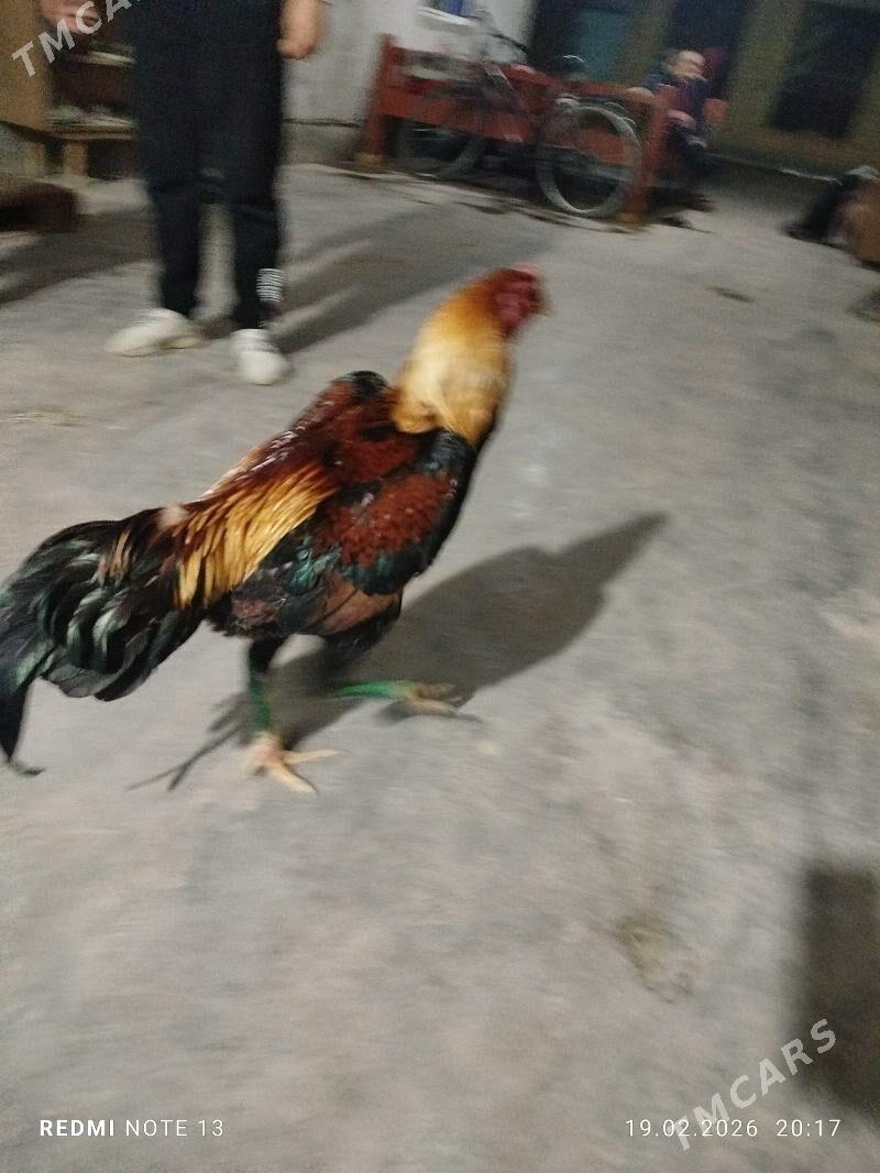 baýsow jüje - Туркменабат - img 1