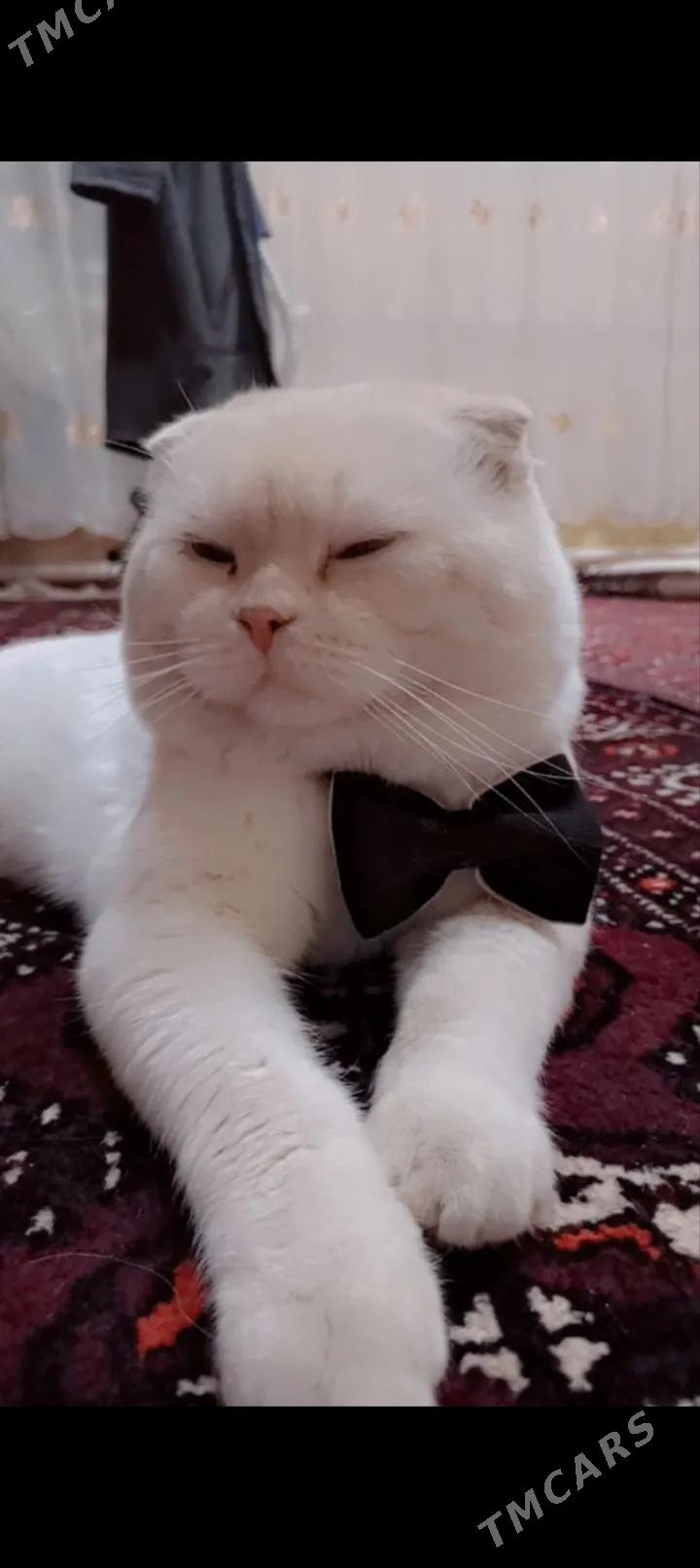 kot pamuk - Daşoguz - img 1