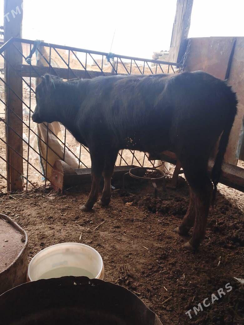 oküz - Bereket - img 1