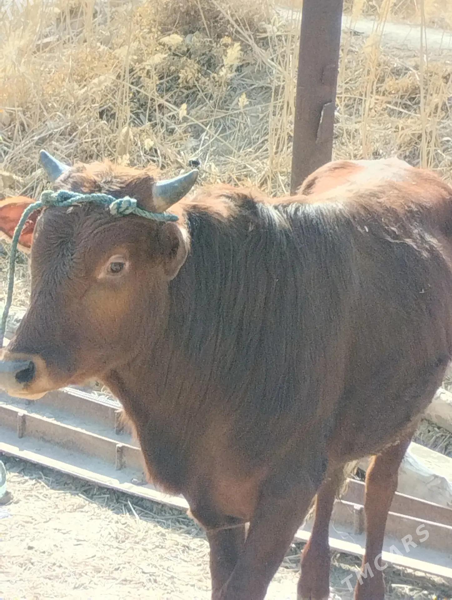 Öküz - Türkmenabat - img 1