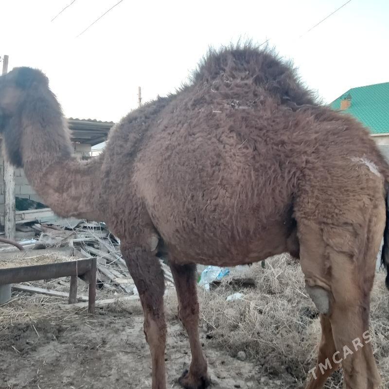 дуйе - Jebel - img 1