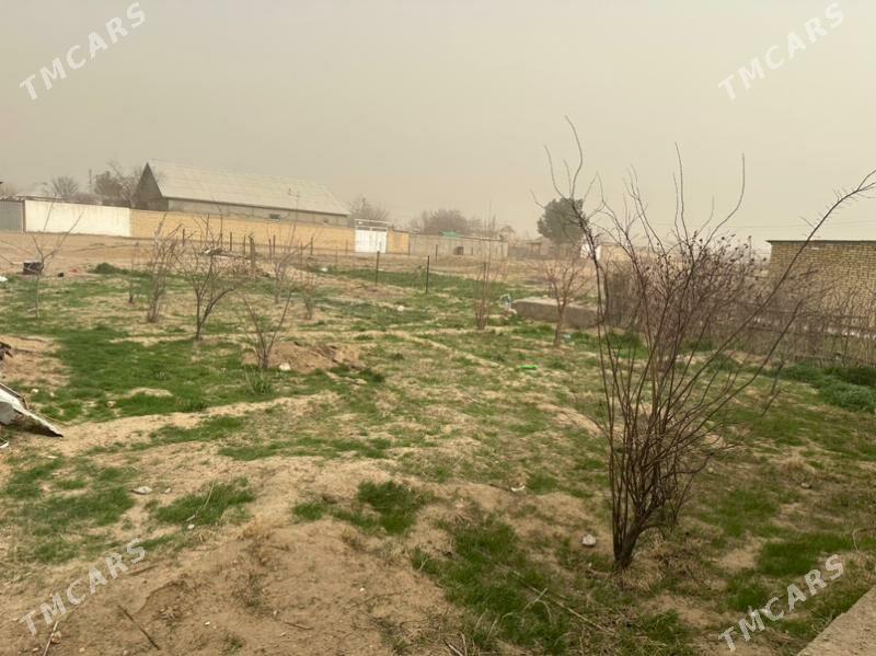 skald daca - Mary - img 1