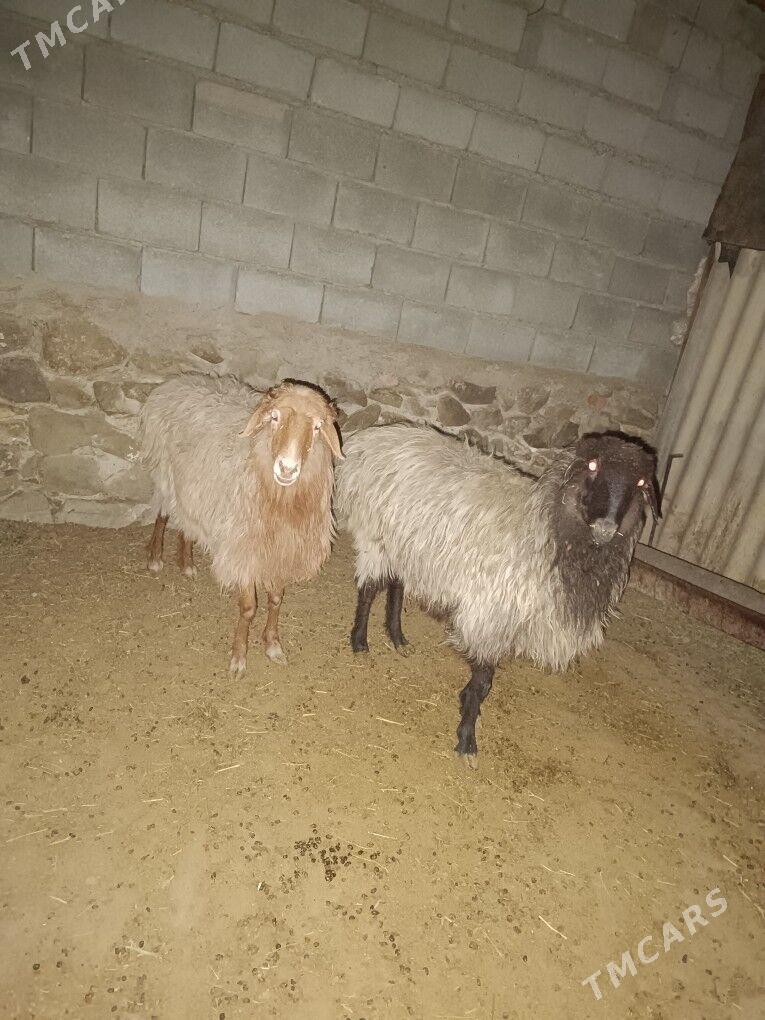 Goyun - Bäherden - img 1