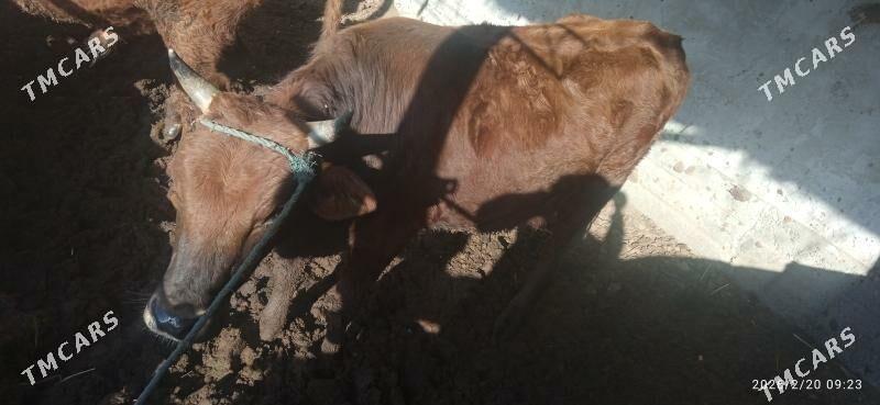 Окуз - Туркменабат - img 1