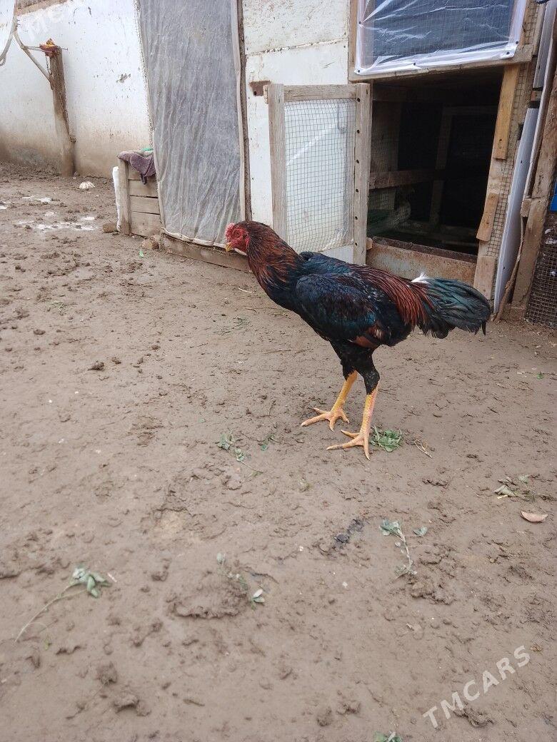 Baysow horaz - Дянев - img 1