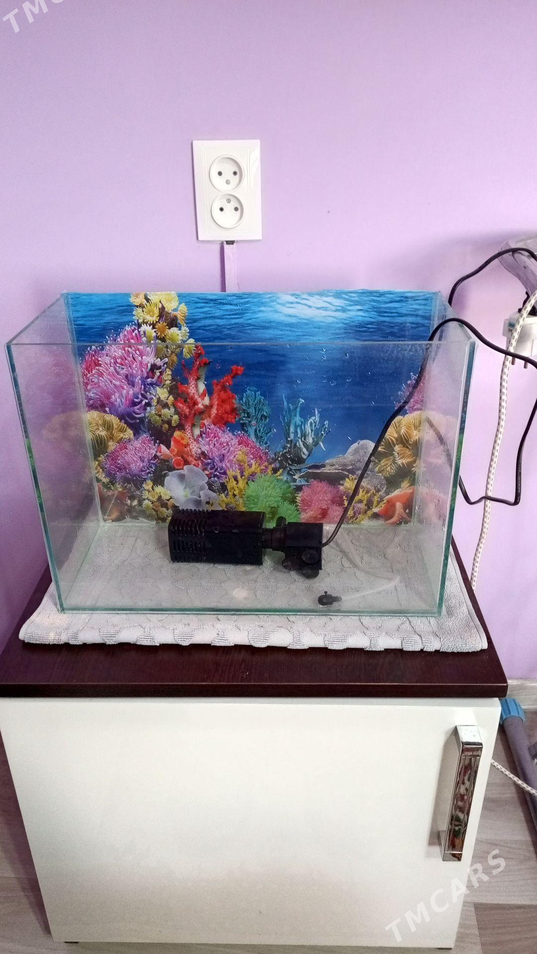 akwaryum 20lt - Туркменабат - img 1