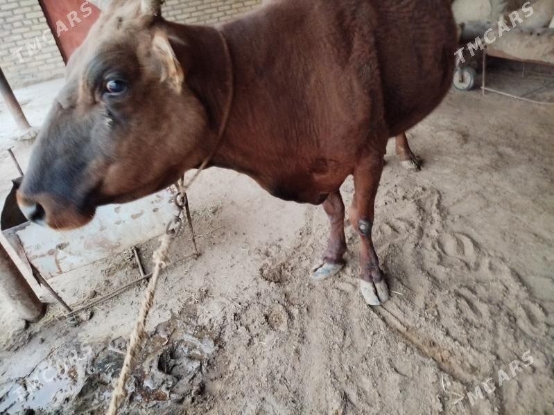 bakylan sygyr - Mary - img 1