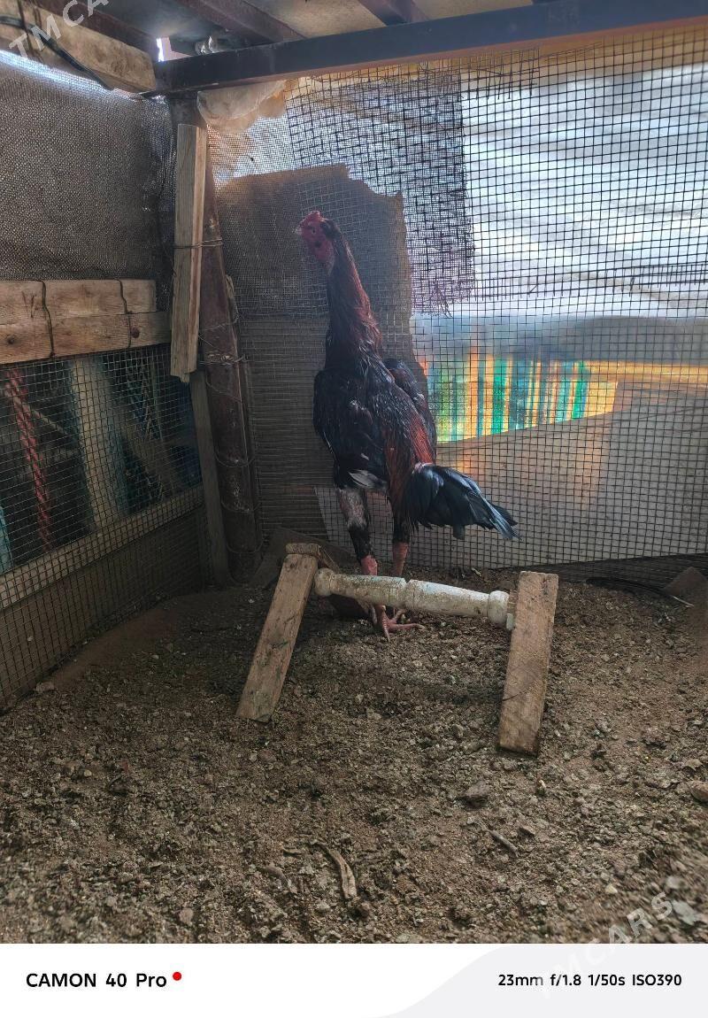 ak ayak babay - Чарджоу - img 1