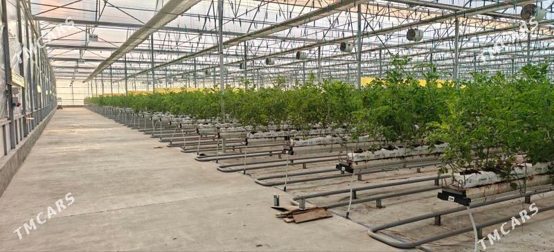 теплица teplica satkyk - Ашхабад - img 1