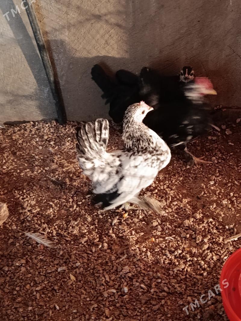 karlik - Balkanabat - img 1