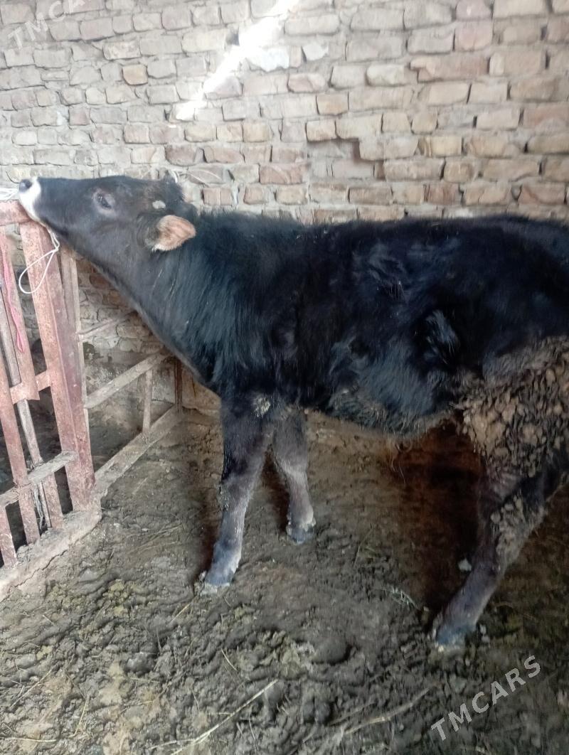 ökiz - Ашхабад - img 1