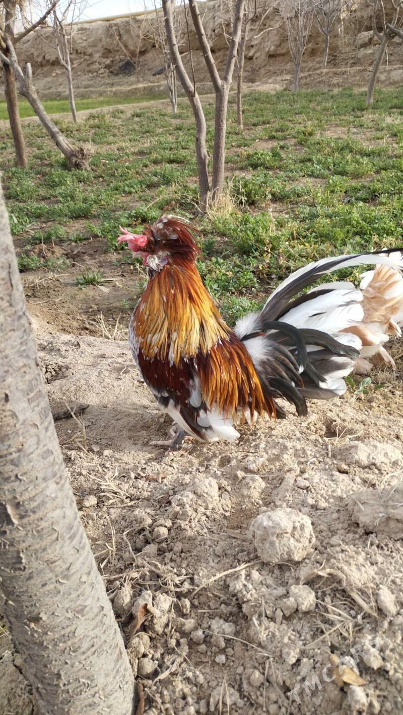 karlik - Murgap - img 1