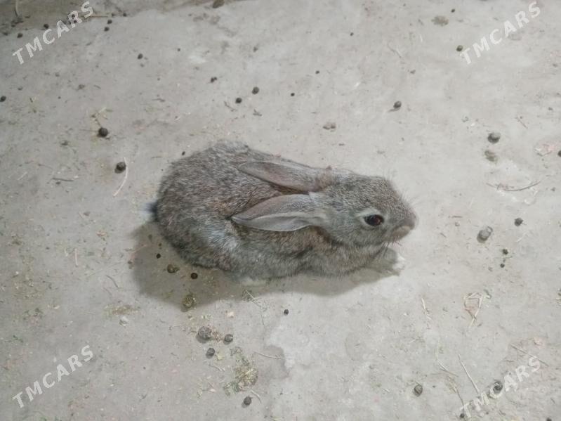 Tawşan - Balkanabat - img 1