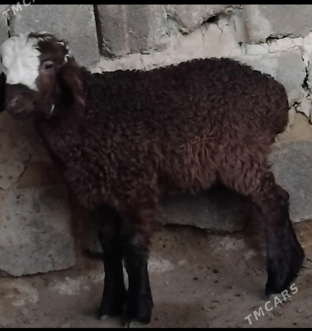 B GÜZLI GOYUNLAR - Ашхабад - img 1