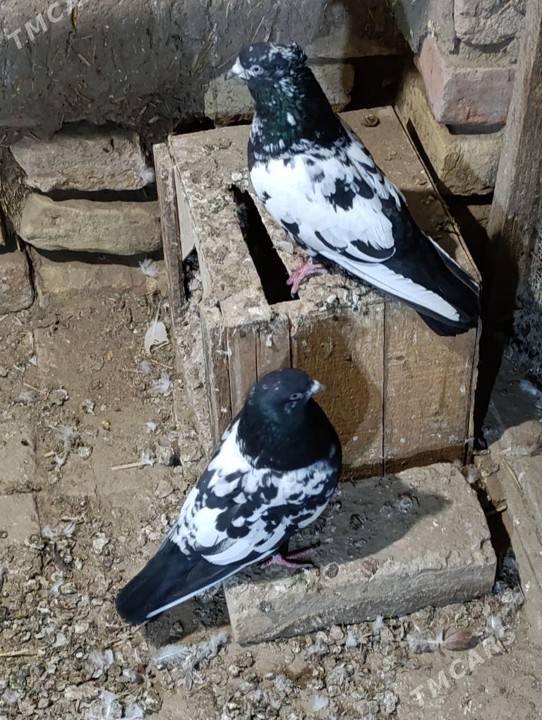 kepderi - Векильбазар - img 1