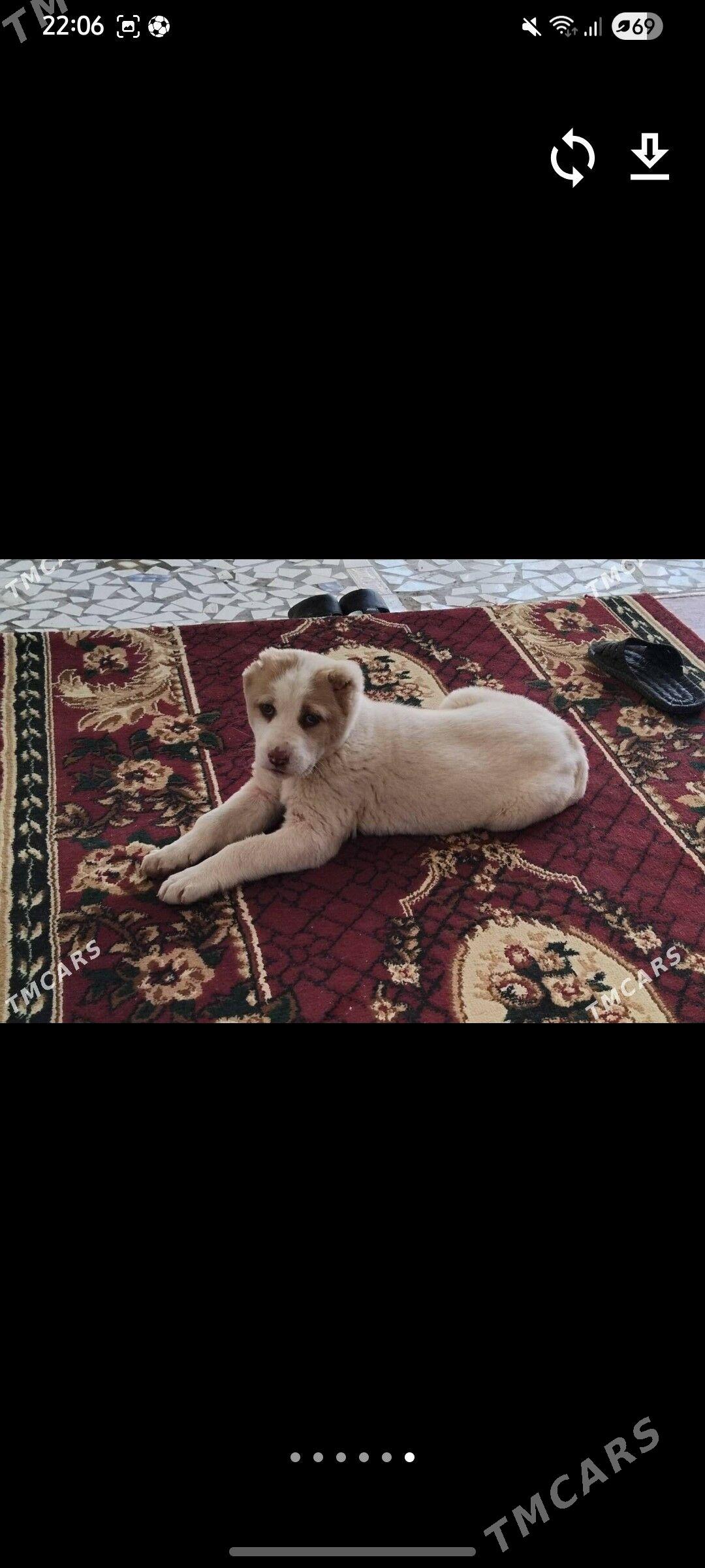 Alabaý - Губадаг - img 1