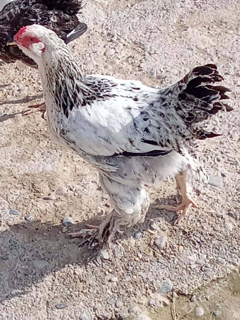 Towuk - Яшлык - img 1