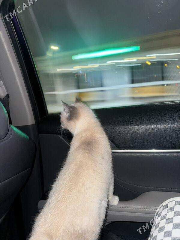 кошка - Ашхабад - img 1